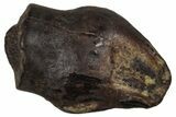 Cretaceous Fossil Dinosaur (Thescelosaurus) Tooth - Montana #350552-1
